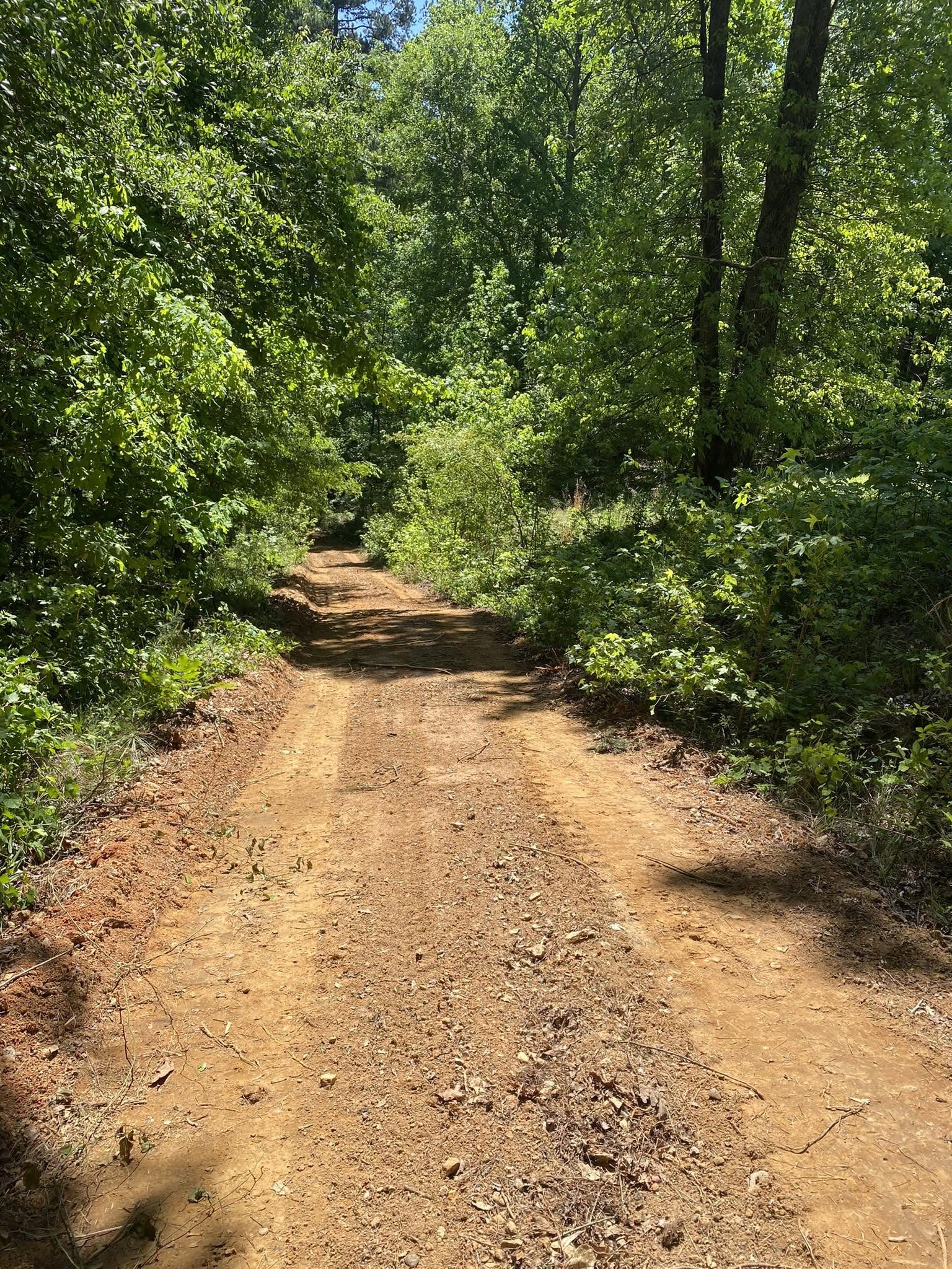 Cleared access path cut through trees and brush